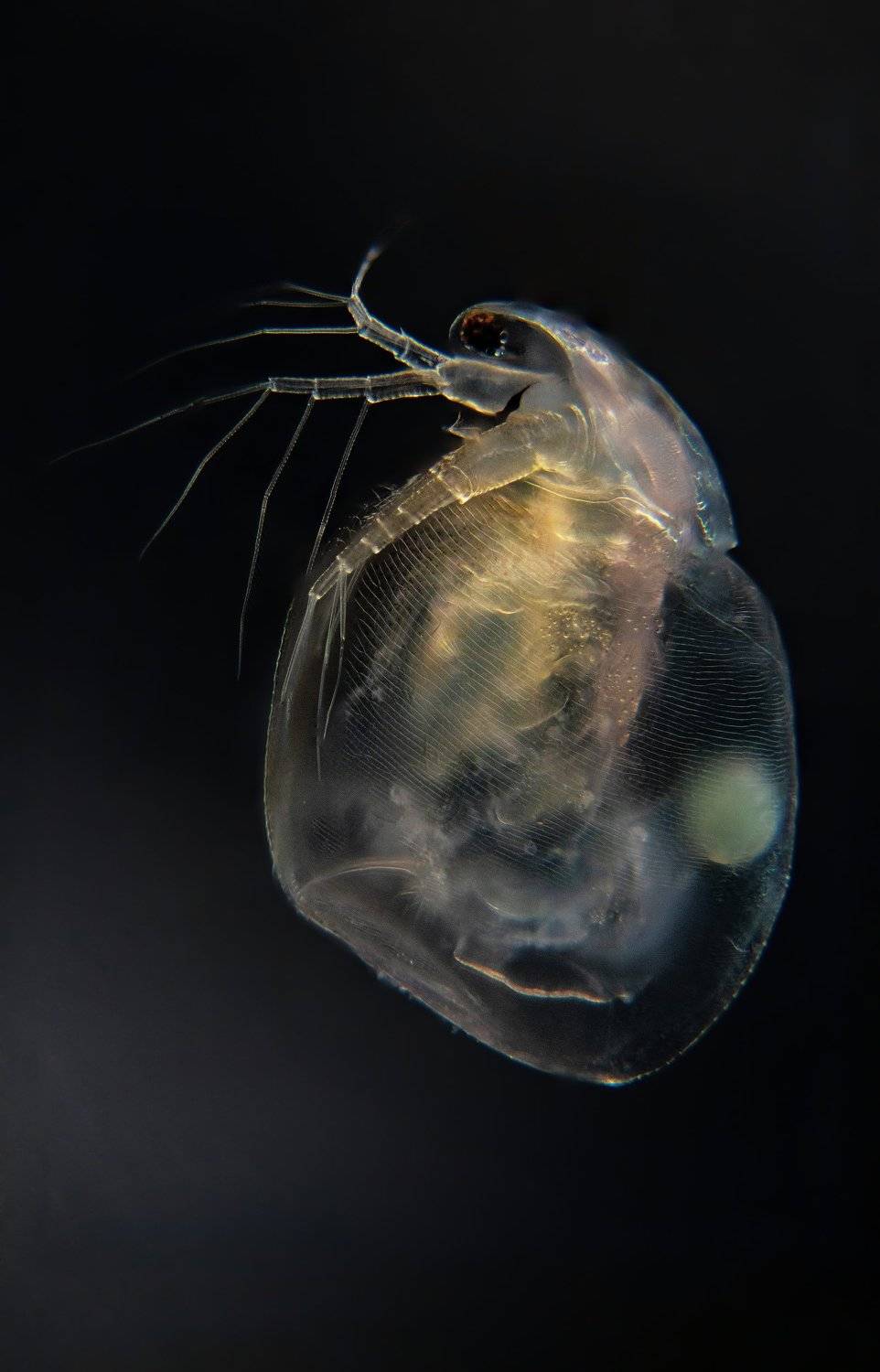 water flea , Janek Lass