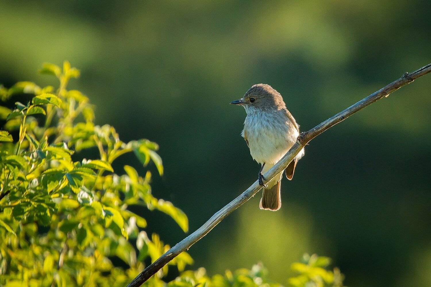 мухоловка, птицы, лето, birds, wildlife, spotted flycatcher, Алексей Юденков