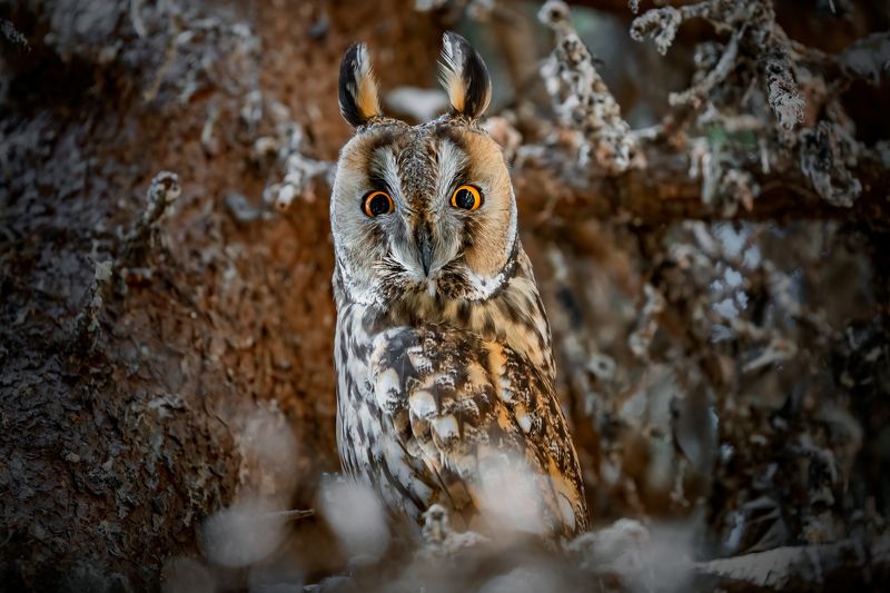 Long-eared Owl (Asio otus)... фото превью