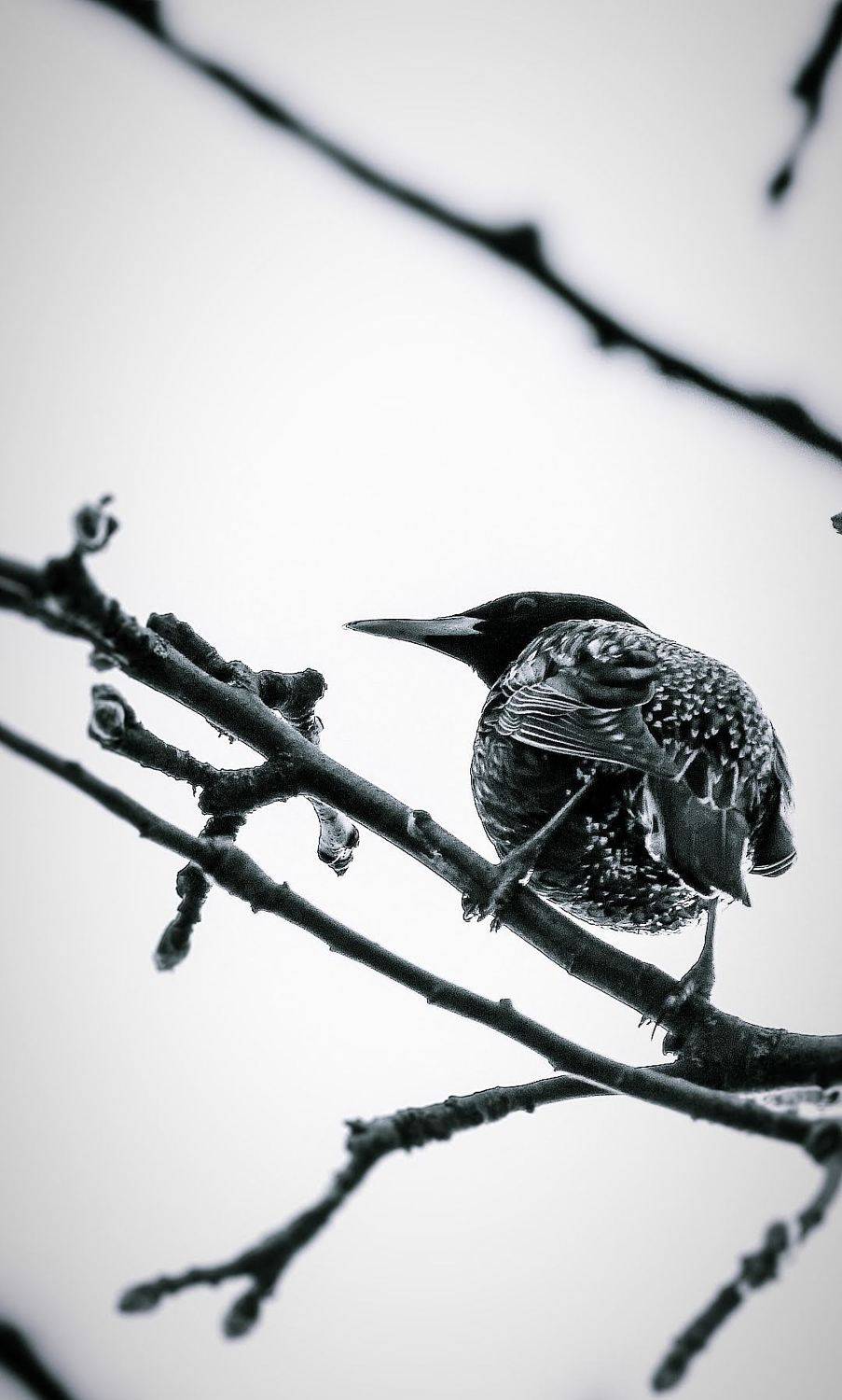 , Зоя Малхова