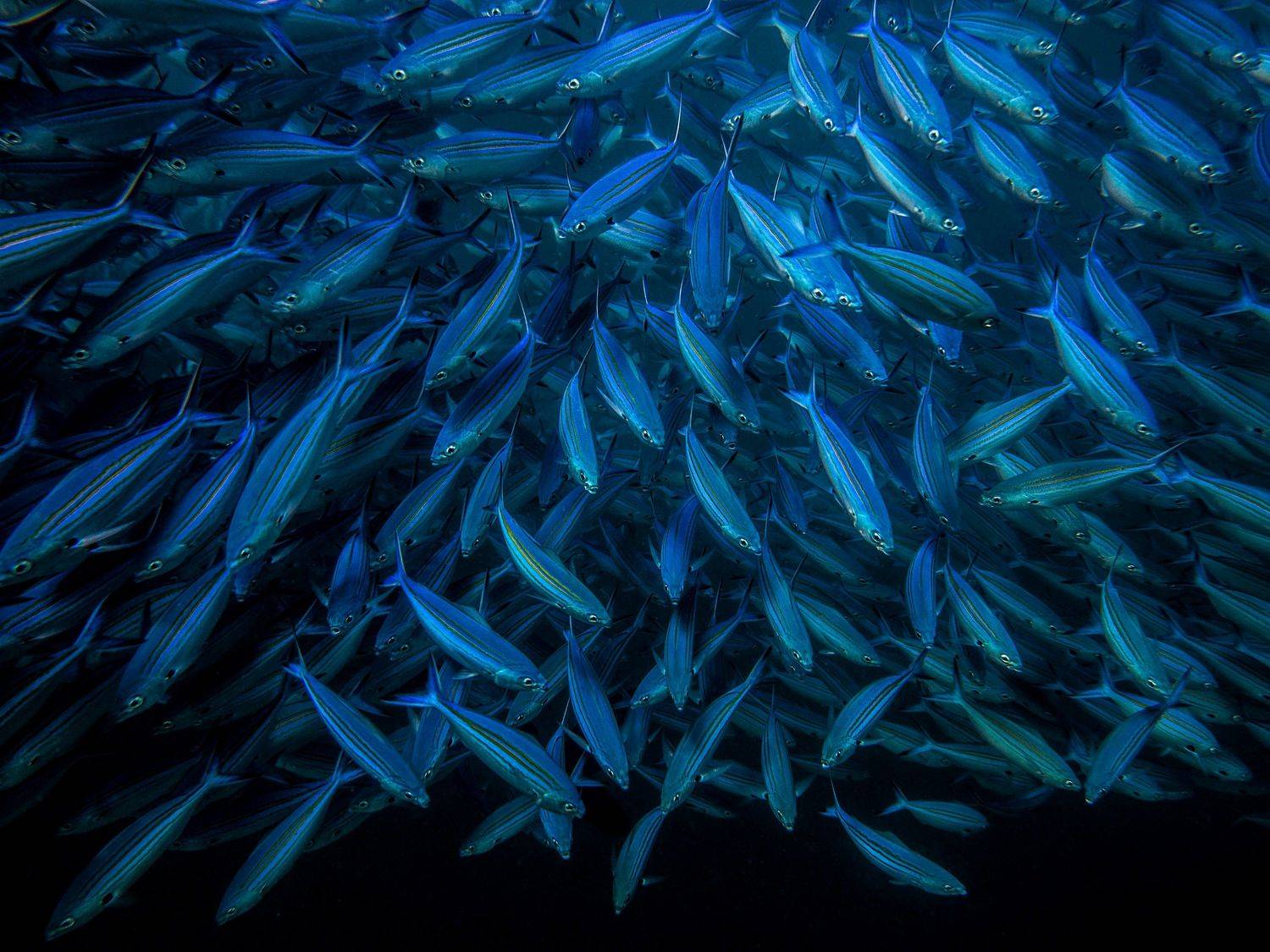 стая, рыбы, подводный мир, Евгения Кирпиченкова (Клипп)