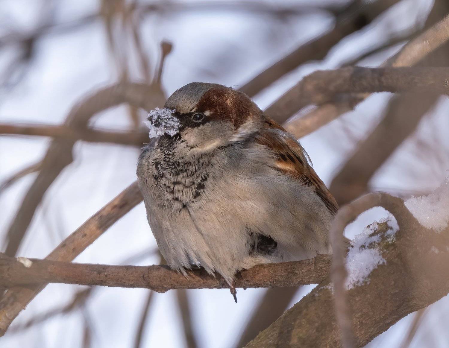 , Константин Дэм