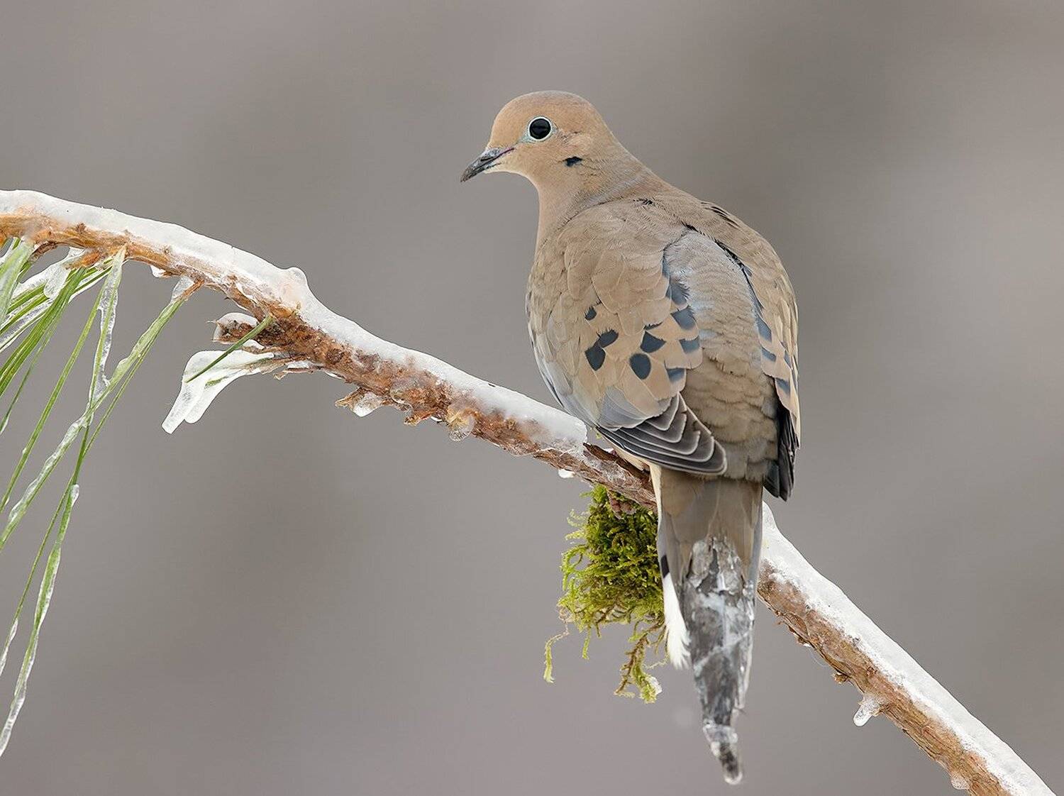 горлица, dove, зима, Elizabeth Etkind
