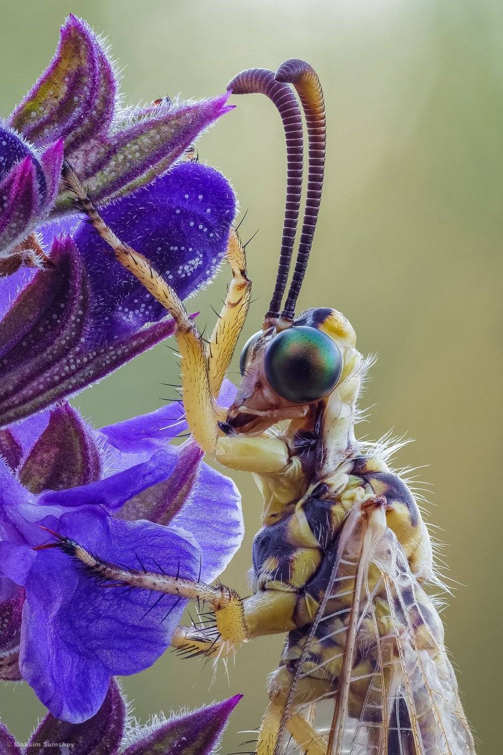 , Максим Сумской