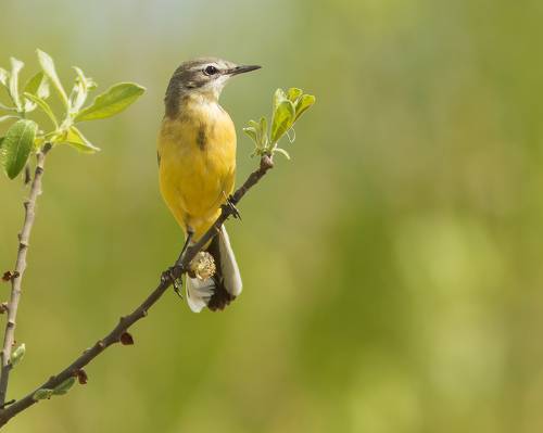 Жёлтая трясогузка
