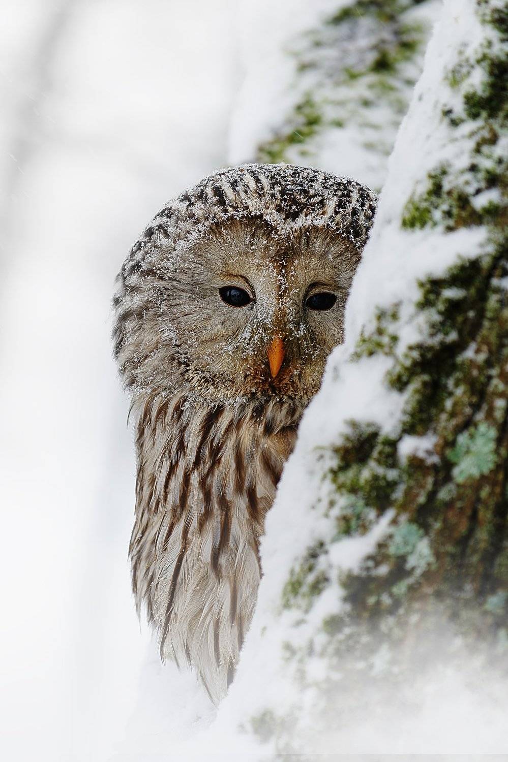 , Michaela Fire&scaron;ov&aacute;