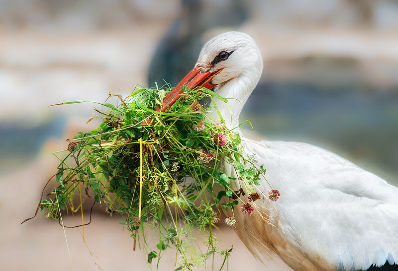 Дама с букетом. фото превью