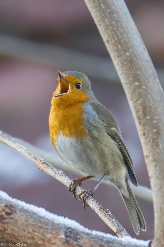 *** фото превью