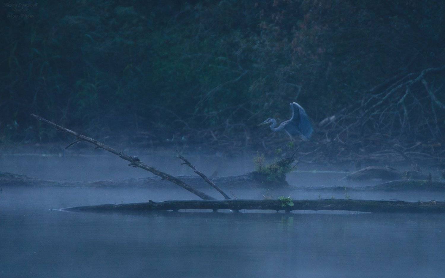 серая цапля, цапля, жабы, охота, озеро, Николай Сапронов