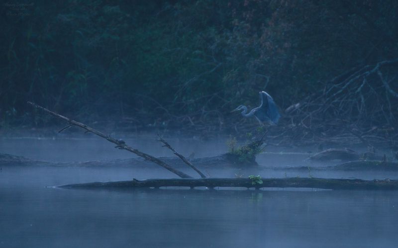 серая цапля, цапля, жабы, охота, озеро \