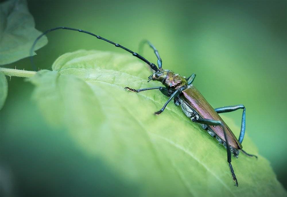 жук, усач, Aromiamoschata, макро, bug, macro, Марина Хилько