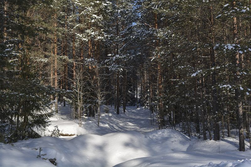 В онежских лесах. фото превью