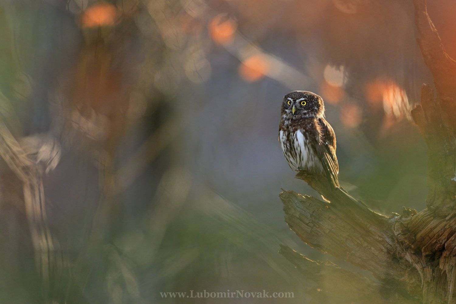 wildlife, glaucidium passerinum, pygmy owl, nature, Ľubom&iacute;r Nov&aacute;k ٿ