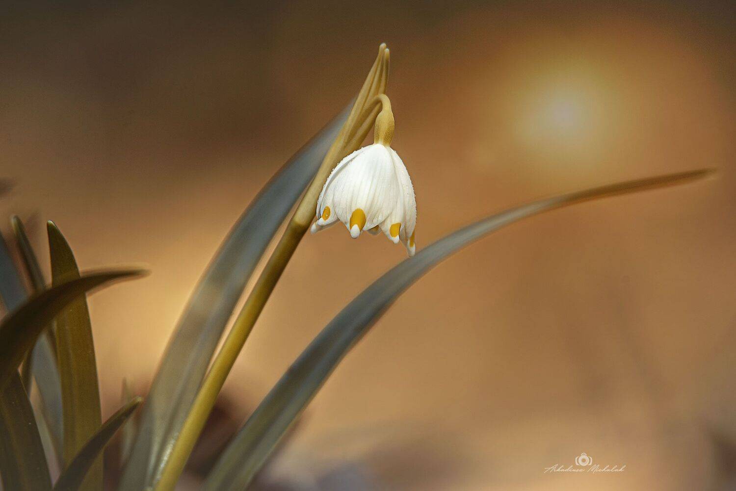 , Arkadiusz Michalak