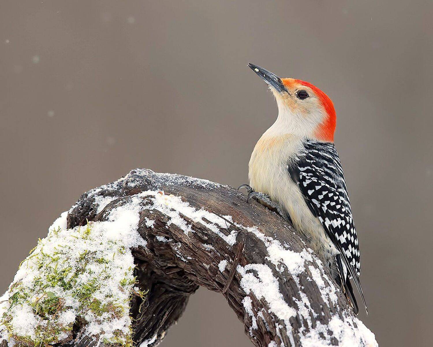 дятел, каролинский меланерпес, red-bellied woodpecker, woodpecker, зима, Elizabeth Etkind