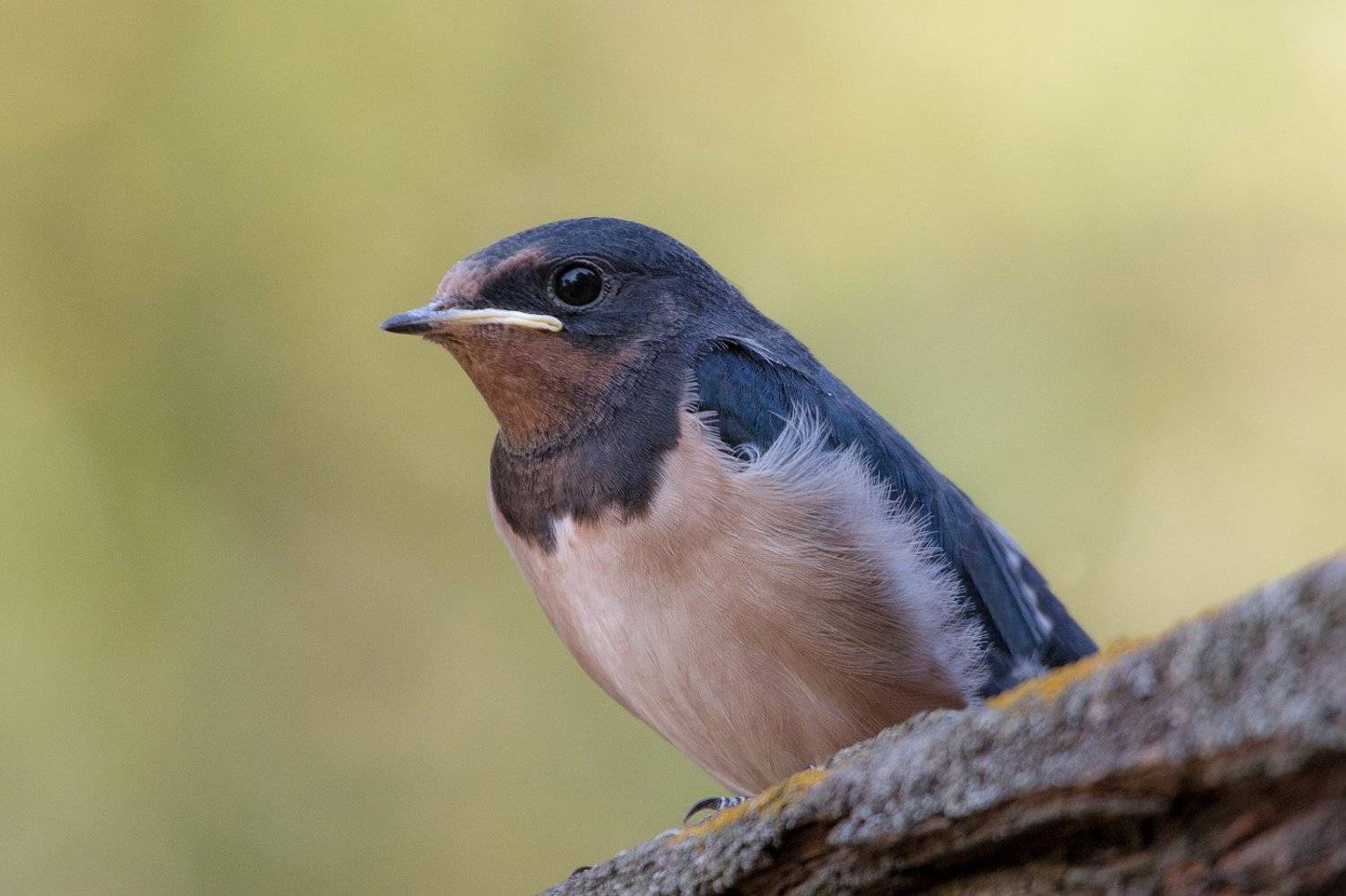 деревенская ласточка, птицы, лето, birds, wildlife, barn swallow, слеток, Алексей Юденков