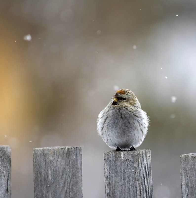 А снег все идет и идет фото превью