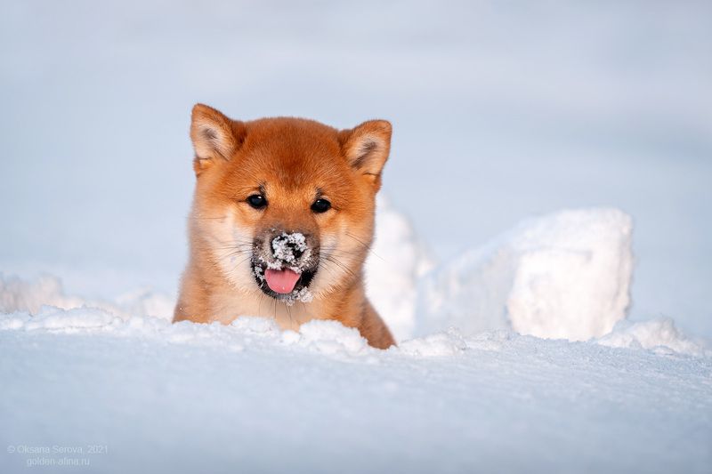 Мартовский подснежник фото превью