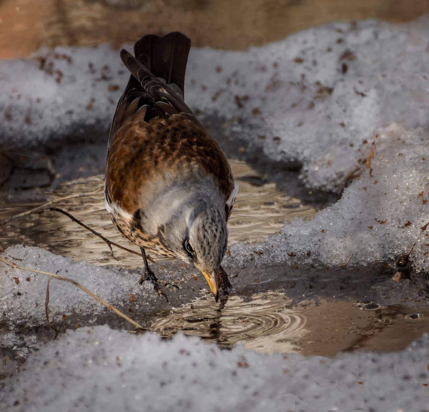 птица, дрозд рябинник, весна, вода, снег,, Марина Мочалова