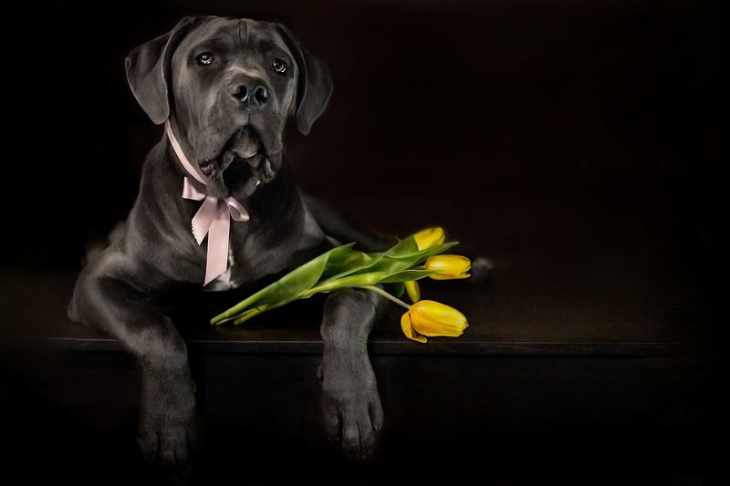 Ухажер фото превью