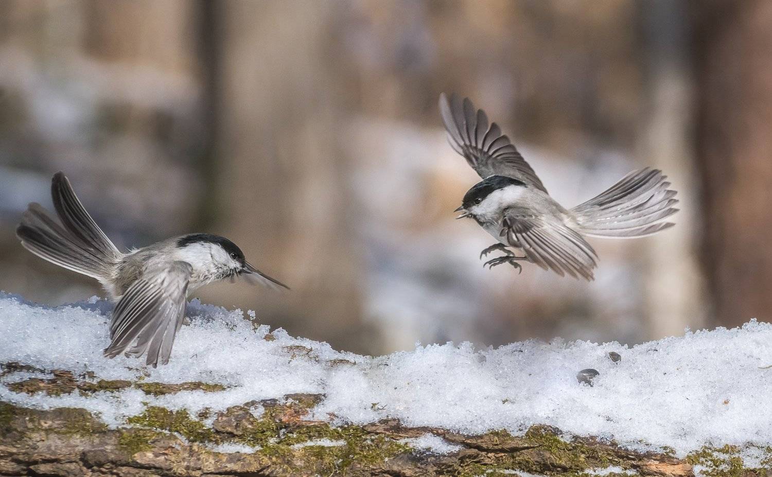 , Шинкарева Елена