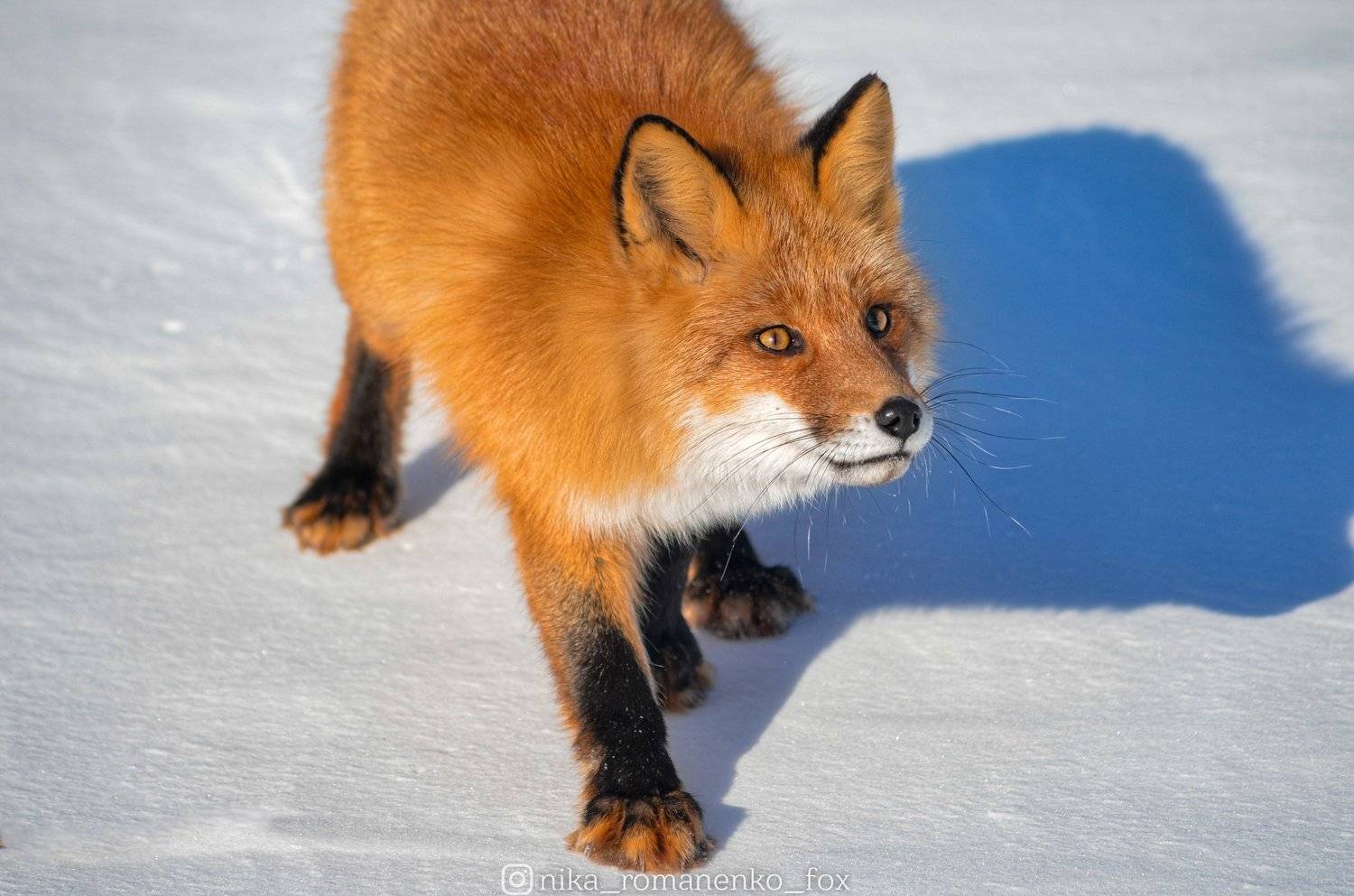 лиса, лисы, животные, снег, зима, animals, fox, foxes, animal, лис, red fox, forest, лес, Вероника Романенко