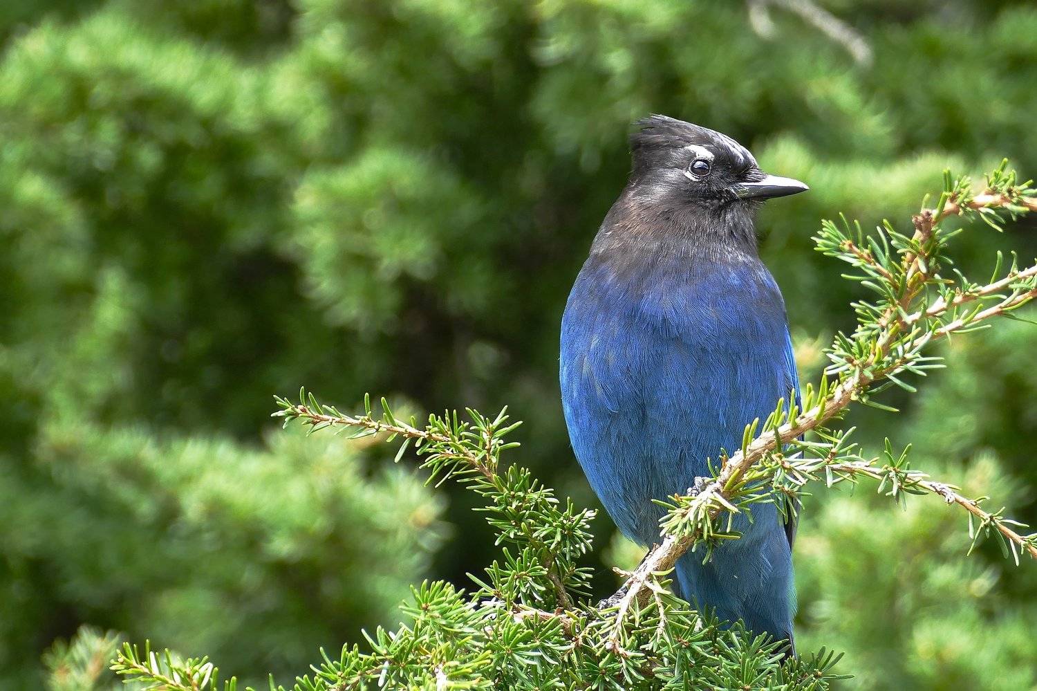 Animas, Steller,s jay, Jay, birds, Canada, forest, green, blue, nature, pine, colors, fauna, , Svetlana Povarova Ree