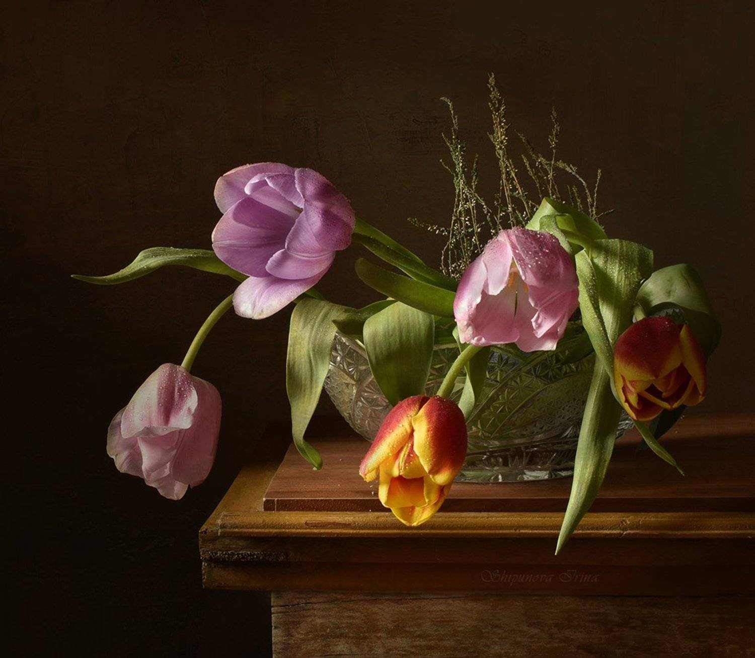 , Шипунова Ирина