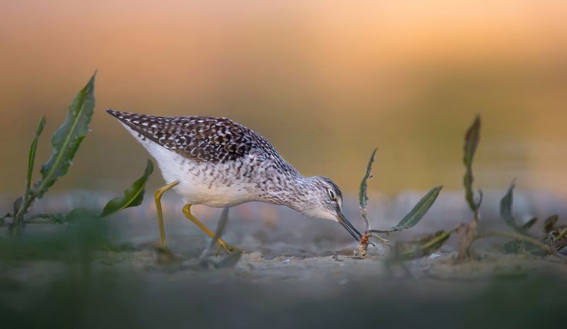 łęczak фото превью