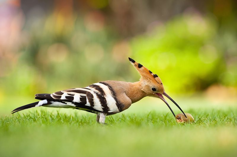 Hoopoe фото превью