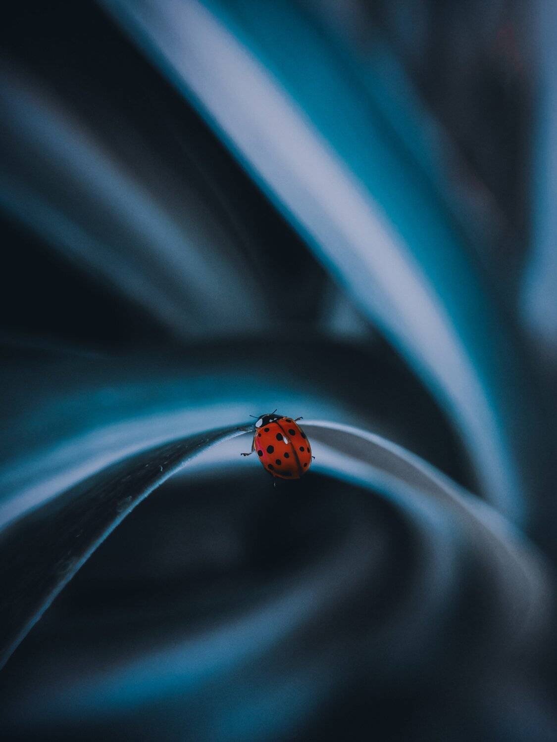 макро, арт,природа ,насекомые, Olga Smirnova