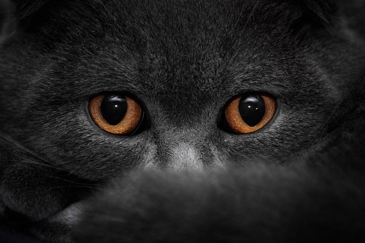 кот, глаза, животные, взгляд, Юрий Диденко