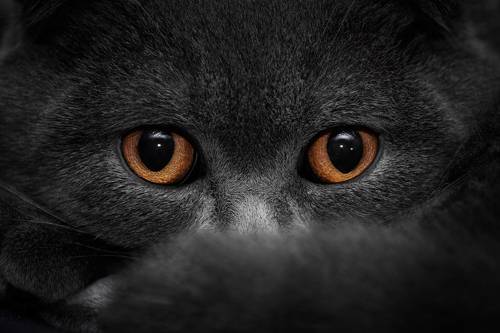 Тише мыши, кот на крыше...