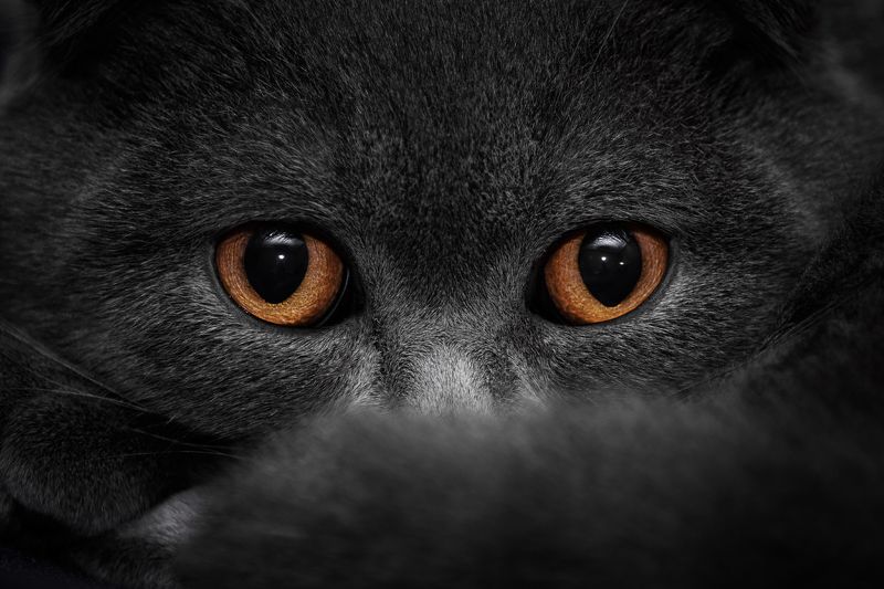 кот, глаза, животные, взгляд Тише мыши, кот на крыше... фото превью