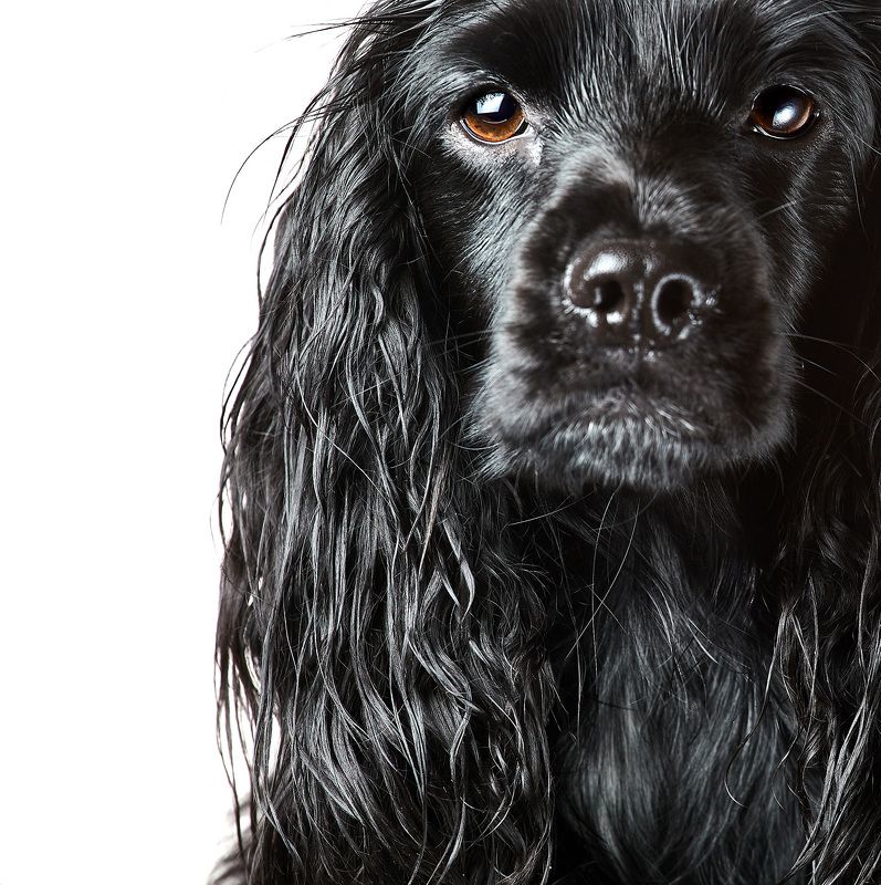 Jessie фото превью