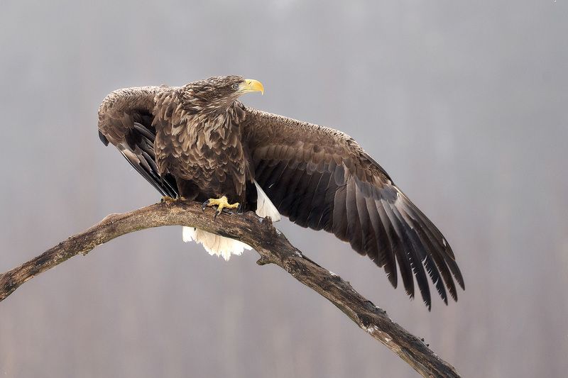 орлан, орлан-белохвост, беларусь, haliaeetus albicilla, white-tailed eagle Эй птичка, летим со мной! фото превью