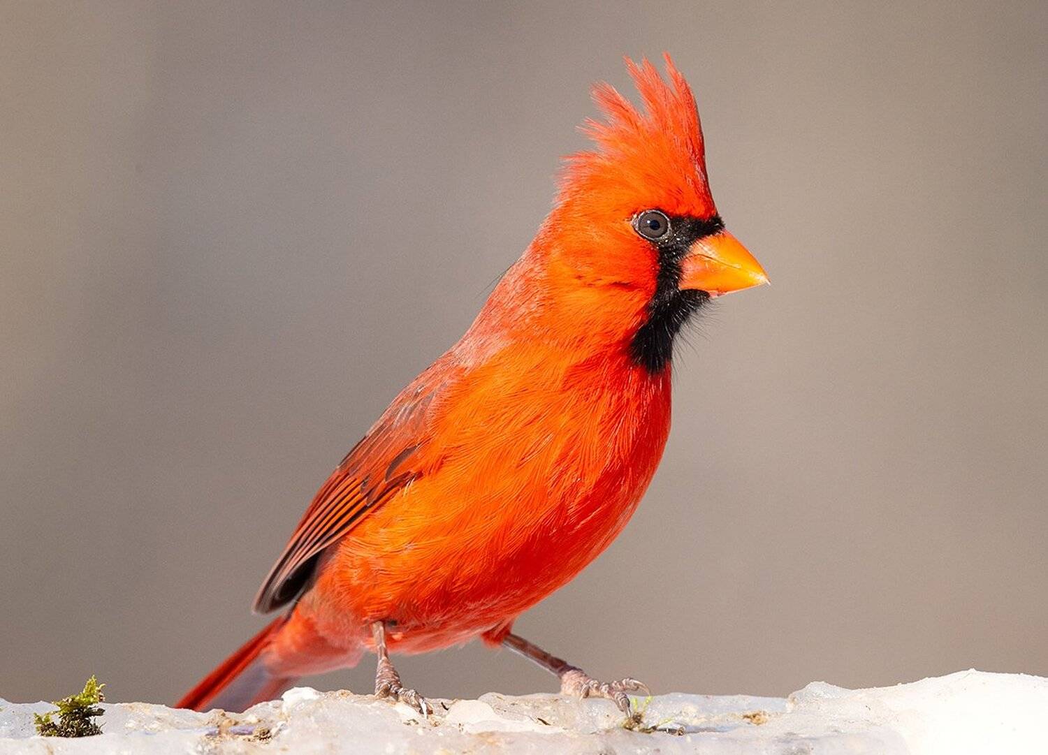 красный кардинал, northern cardinal, cardinal,кардинал, зима, Elizabeth Etkind