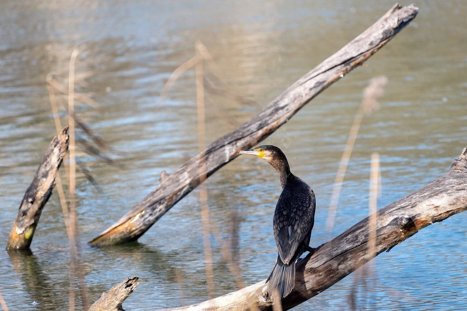 баклан, Алексей Рыльский
