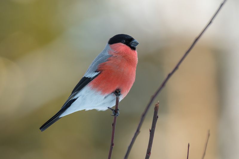 снегирь, обыкновенный снегирь, pyrrhula pyrrhula, самец снегиря, красная грудка, зимняя птица, птица в лесу, март, 2021, весна, Вдохновляющий образ фото превью