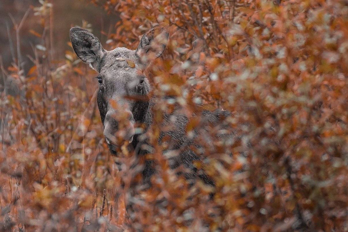 , Вилюнов Дмитрий