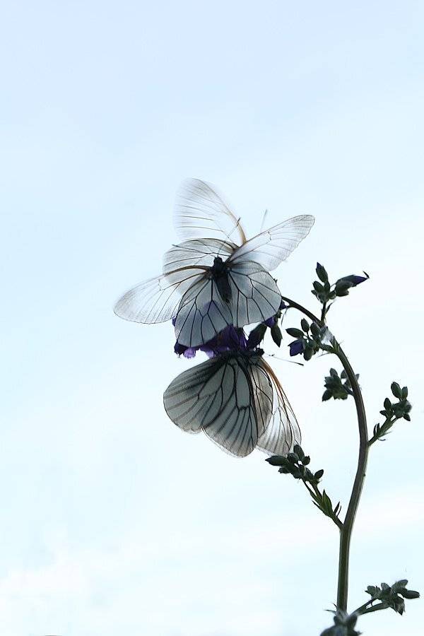 , Сергей Таланов