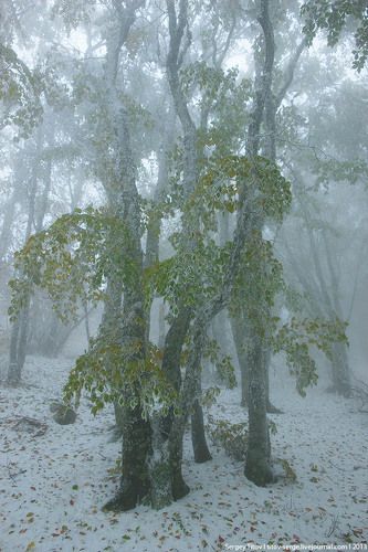 Первый снег