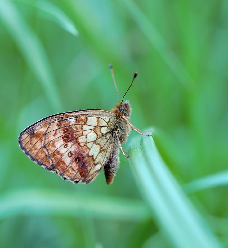 бабочка, макро, шашечница *** фото превью