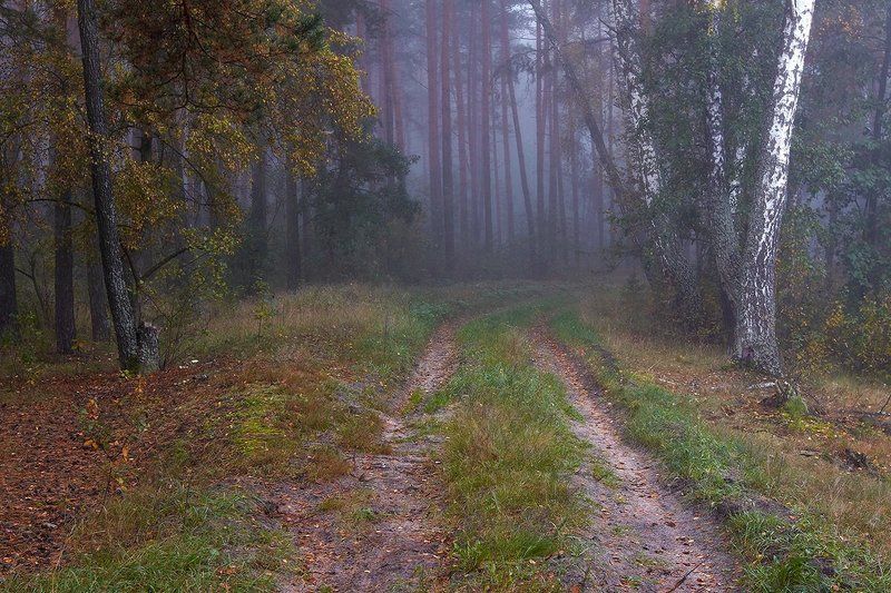 2013, украина, сумская область, кролевец, деревья, дорога, лес, осень, трава, туман, утро *** фото превью