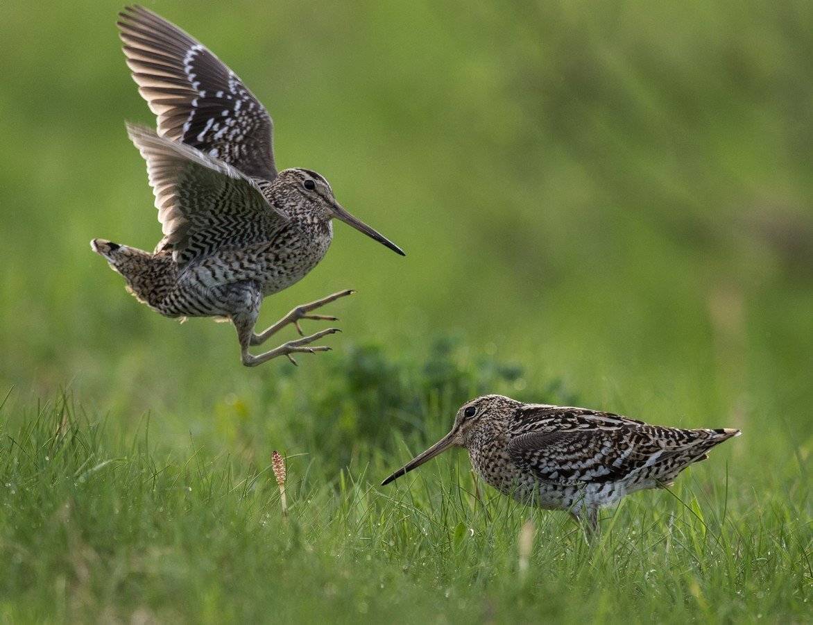 Дупель great snipe gallinago med, Сергей Иванов