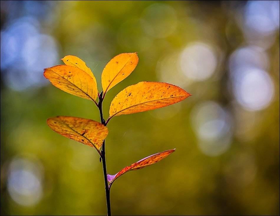 , Бурлов Андрей