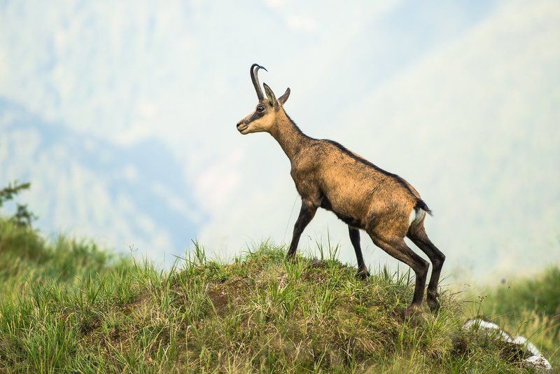 Nature, Rupicapra rupicapra, Wildlife  фото превью