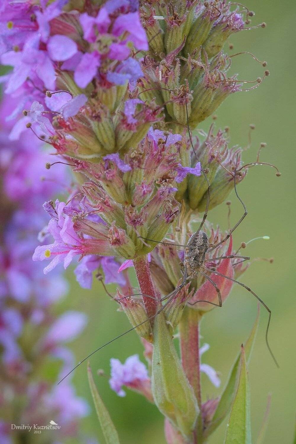 , Кузнецов Дмитрий