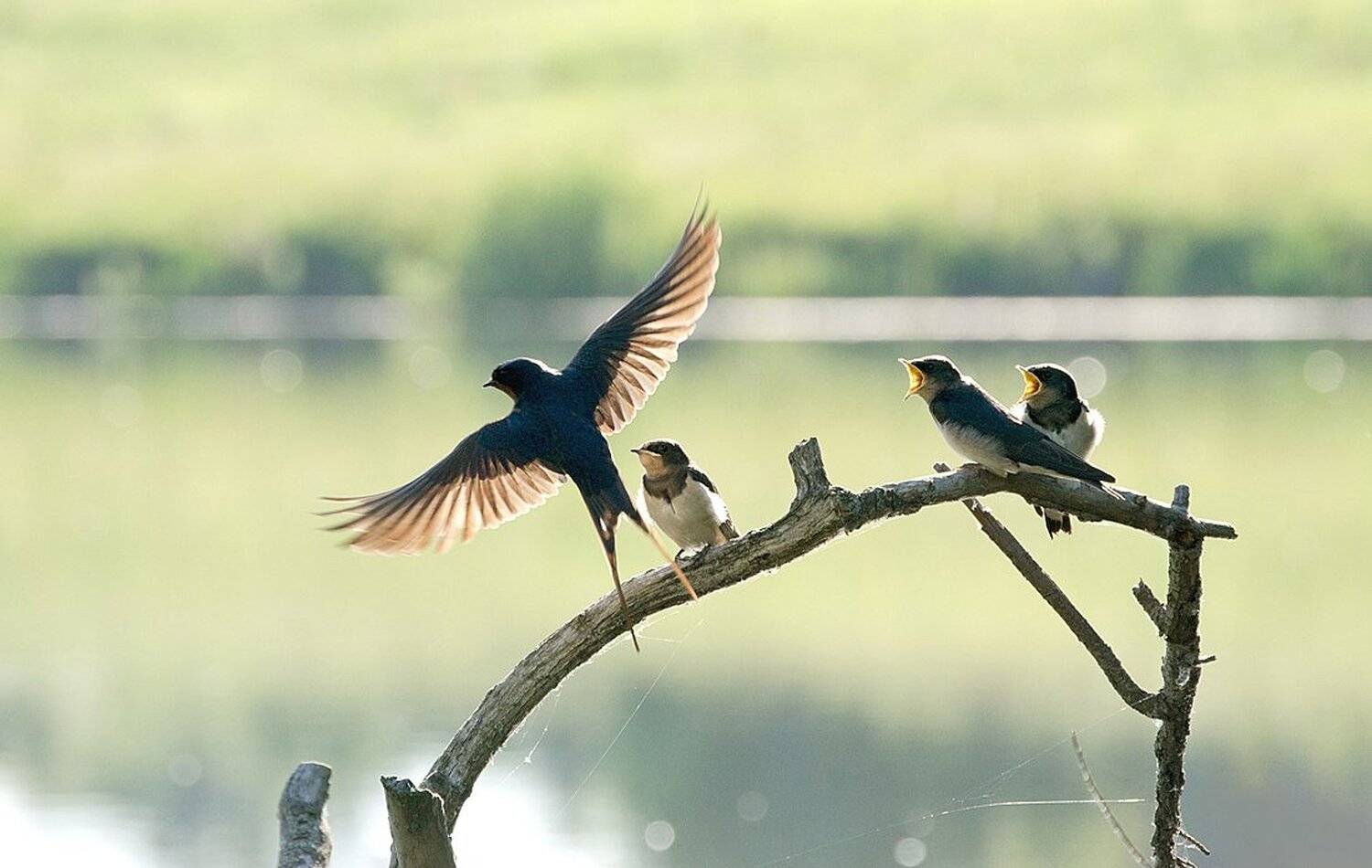 , Михаил Агеев