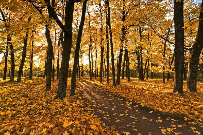 В Александровском парке .... фото превью